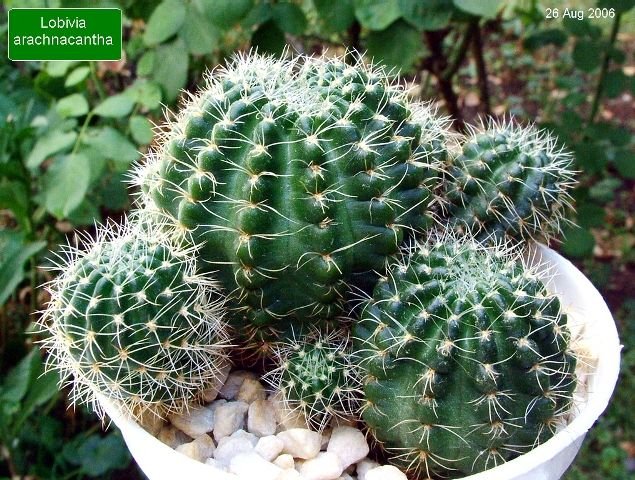 Lobivia _arachnacantha _(Echinopsis ancistrophora ssp.arachnacantha) _06